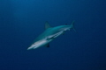   Caribbean Reef Shark Austin Smith Wreck Exumas  